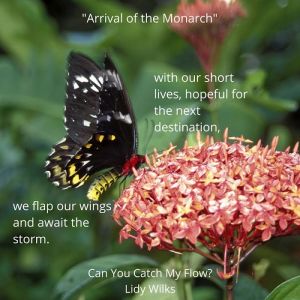 arrival of monarch